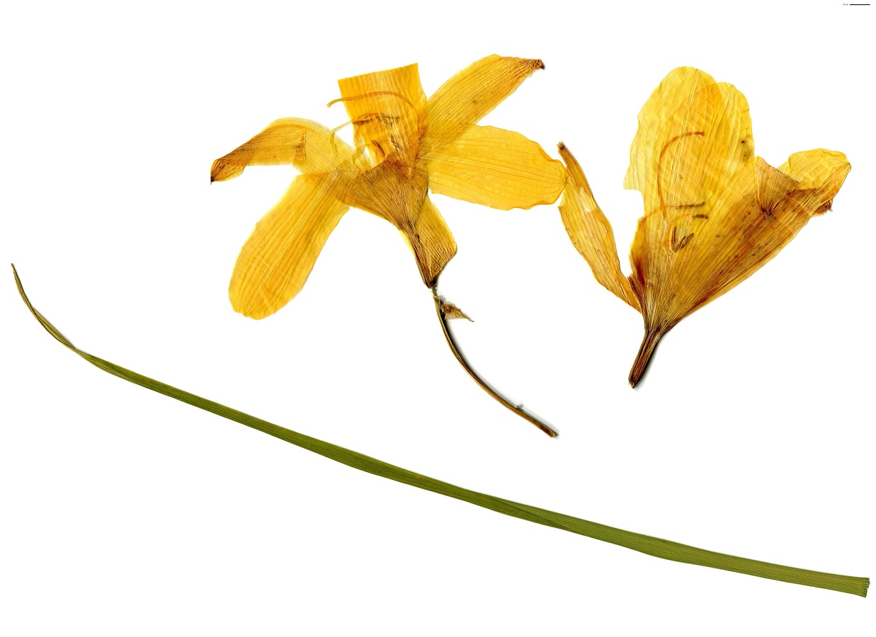 Hemerocallis lilioasphodelus (Xanthorrhoeaceae)